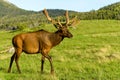 Spring Bull Elk Royalty Free Stock Photo