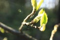 Spring burgeon leafs on the tree