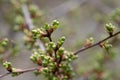 Spring bush branch with fresh green buds. Springtime nature simplicity concept. Shallow depth of field, selective focus. The