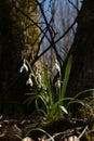 Spring bush of common snowdrop in sunlight grows between tree roots and trunks, leaves, blossom and buds, seasonal awakening