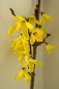 Spring bush Forsythia in bloom