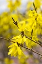 Spring bush Forsythia intermedia in bloom