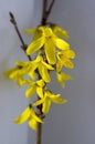 Spring bush Forsythia intermedia in bloom