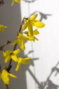 Spring bush Forsythia intermedia in bloom