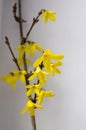 Spring bush Forsythia intermedia in bloom