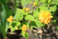 Spring bush studded with small yellow flowers among green leaves