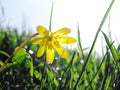Spring buttercup flower