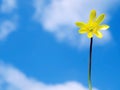 Spring buttercup flower Royalty Free Stock Photo