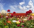 Spring buttercups /ranunculus