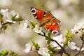 Spring, Butterfly European Peacock Inachis io on the flourishing fruit tree