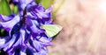 Spring butterfly on flower. Blooming purple hyacinth