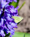 Spring butterfly on flower. Blooming purple hyacinth