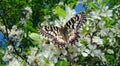 Spring. Butterfly polyxene Royalty Free Stock Photo