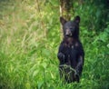 An american black bear stands and looks at the tourists at Great Smoky Mountains National Park Royalty Free Stock Photo