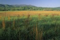 Spring, Cades Cove Royalty Free Stock Photo