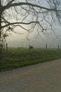 Spring, Cades Cove, Great Smoky Mtns NP Royalty Free Stock Photo