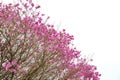 Spring came in the city, beautiful cherry blossoms Royalty Free Stock Photo