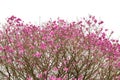 Spring came in the city, beautiful cherry blossoms Royalty Free Stock Photo