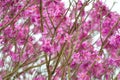 Spring came in the city, beautiful cherry blossoms Royalty Free Stock Photo