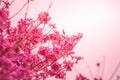 Spring came in the city, beautiful cherry blossoms Royalty Free Stock Photo