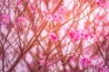 Spring came in the city, beautiful cherry blossoms Royalty Free Stock Photo