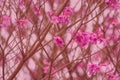 Spring came in the city, beautiful cherry blossoms Royalty Free Stock Photo