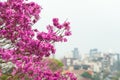 Spring came in the city, beautiful cherry blossoms Royalty Free Stock Photo