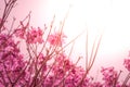 Spring came in the city, beautiful cherry blossoms Royalty Free Stock Photo