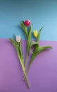 Spring Tulip on purple background Royalty Free Stock Photo