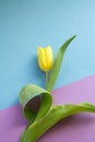 Spring Tulip on purple background Royalty Free Stock Photo