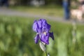 Flowers in the garden. Spring . blue flower iris flower green background . grass.