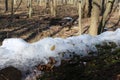 Spring came in the forest. The snow melted. The icy snow remained lying only on the fallen tree. Royalty Free Stock Photo