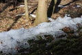 Spring came in the forest. The snow melted. The icy snow remained lying only on the fallen tree. Royalty Free Stock Photo