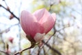 Eautiful pink magnolia flower close up photo. The sun is shining bright. Sky is blue