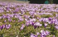 Crocuses in Chocholowska valley, Tatra Mountains, Poland