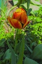 Spring came to the yellow tulip Royalty Free Stock Photo