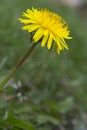 Spring came. Yellow dandelion. Happy first spring.