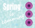 Spring is camming and purple Gerbera flower blossom on light blue Royalty Free Stock Photo