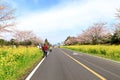 Spring canola blossom on the street in Jeju