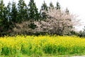 Spring canola blossom on the street in Jeju