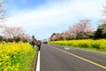 Spring canola blossom on the street in Jeju