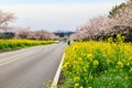 Spring canola blossom on the street in Jeju