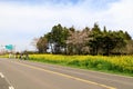 Spring canola blossom on the street in Jeju