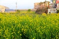 Spring canola blossom on the street in Jeju