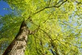 Spring Canopy Of Tree. Deciduous Forest, Summer Nature At Sunny Day Royalty Free Stock Photo