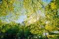 Spring Canopy Of Tree. Deciduous Forest, Summer Nature At Sunny Day Royalty Free Stock Photo