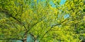 Spring Canopy Of Tree. Deciduous Forest, Summer Nature At Sunny Day. Upper Branches Of Tree With Fresh Green Foliage Royalty Free Stock Photo