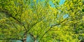 Spring Canopy Of Tree. Deciduous Forest, Summer Nature At Sunny Day. Upper Branches Of Tree With Fresh Green Foliage Royalty Free Stock Photo