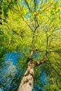 Spring Canopy Of Tree. Deciduous Forest, Summer Nature At Sunny Royalty Free Stock Photo