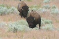 Bison Meandering Through Sagebrush Habitat